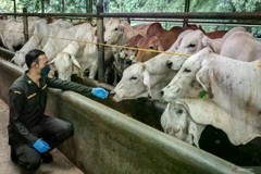 A quarantine officer checks live cattle imported from Australia in Purwakarta, West Java, on February 25, 2025. (Photo: Antara)