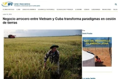 An article published by Cuba’s Inter Press Service (IPS) spotlights the promising results of a unique rice cooperation model with Vietnam, as Cuba ramps up efforts to improve national food security. (Photo: Screenshot)