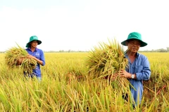 Rice production models in Can Tho city that help minimise greenhouse gas emissions have significant potential for further development and expansion in the near future. (Photo: VNA)