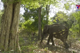 National Parks combining tourism with wildlife conservation